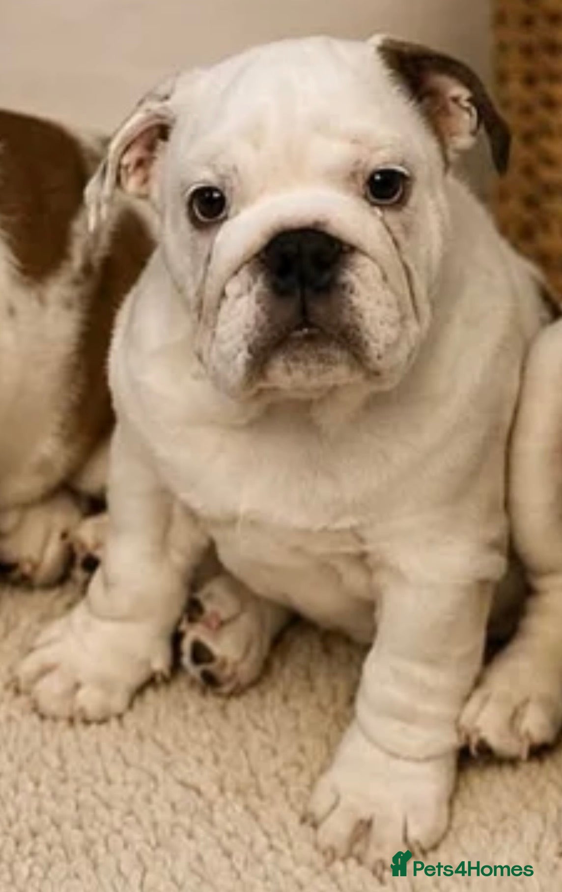 English Bulldog dogs  KC Reg English bulldog pup genuine breed colour - Advert 5