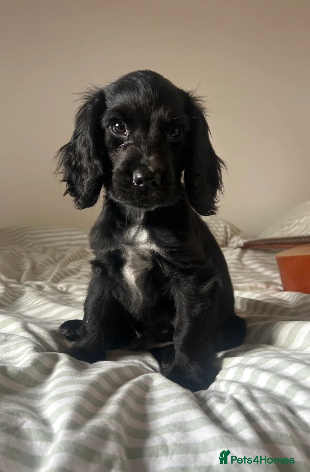 Cocker Spaniel dogs for sale: 1 Gorgeous Show-type Cocker Spaniel Boy left - Advert 1