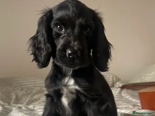 Cocker Spaniel dogs 1 Gorgeous Show-type Cocker Spaniel Boy left - Advert 1