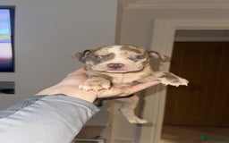 American Bully dogs for sale: Price Drop American pocket x American bully pups  in Bathgate - Image 19