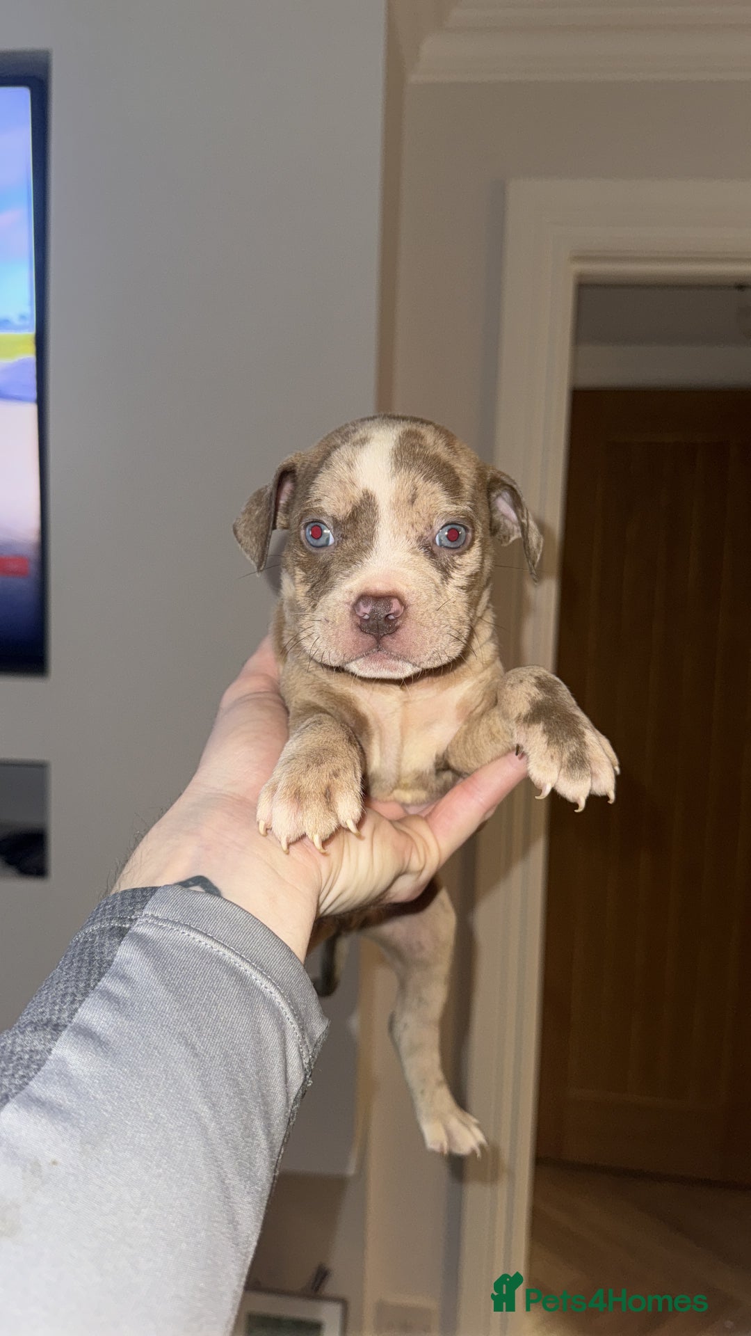 American Bully dogs for sale: Price Drop American pocket x American bully pups  in Bathgate - Image 19