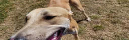 Lurcher dogs for sale: Large breed lurcher - Advert 14