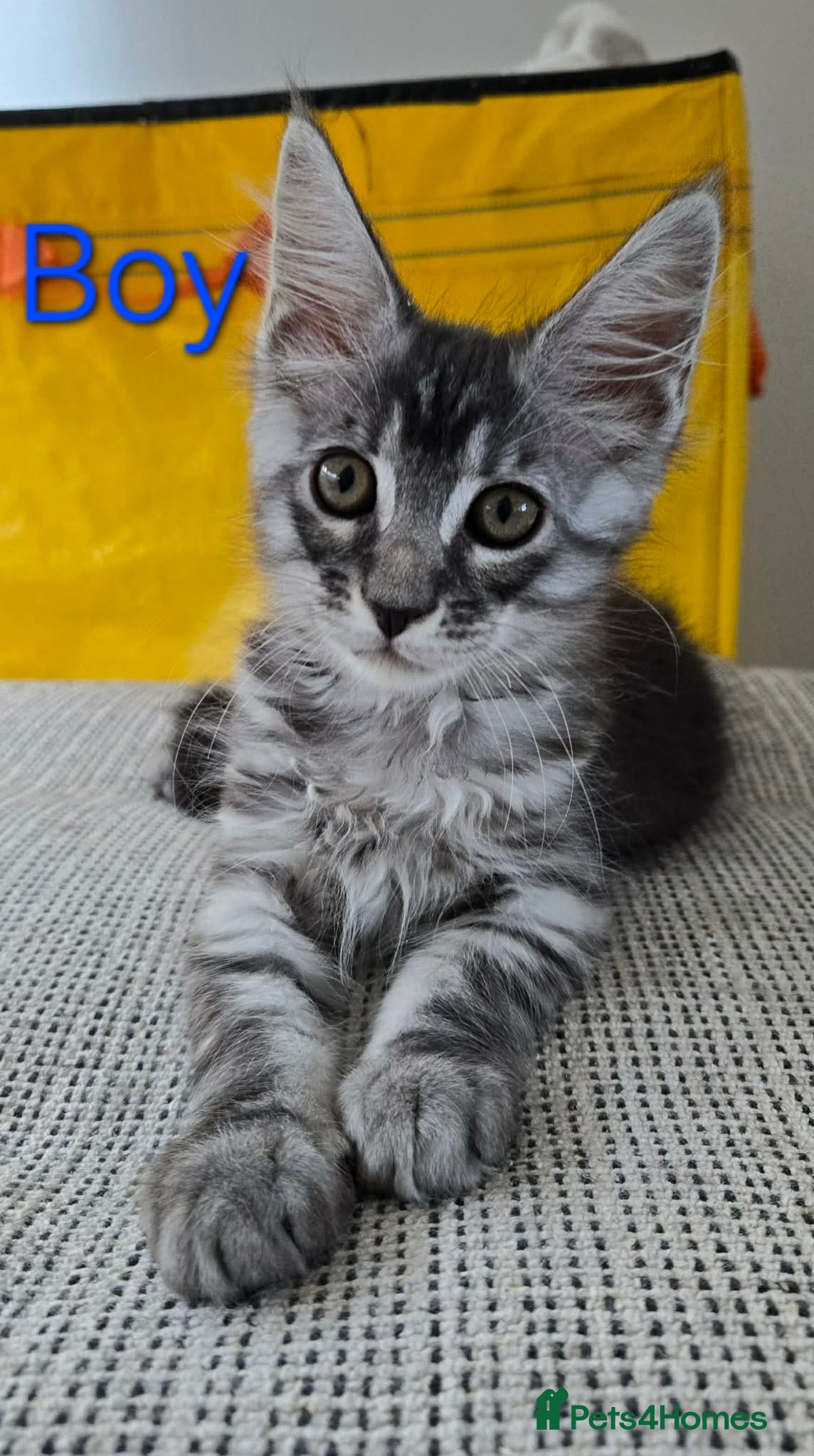 Maine Coon cats 3 Maine Coon kittens. - Advert 1