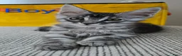 Maine Coon cats for sale: 3 Maine Coon kittens. - Advert 13