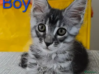 Maine Coon cats 3 Maine Coon kittens. - Advert 1