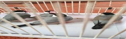 Finches birds for sale: Java finches for sale  - Advert 8