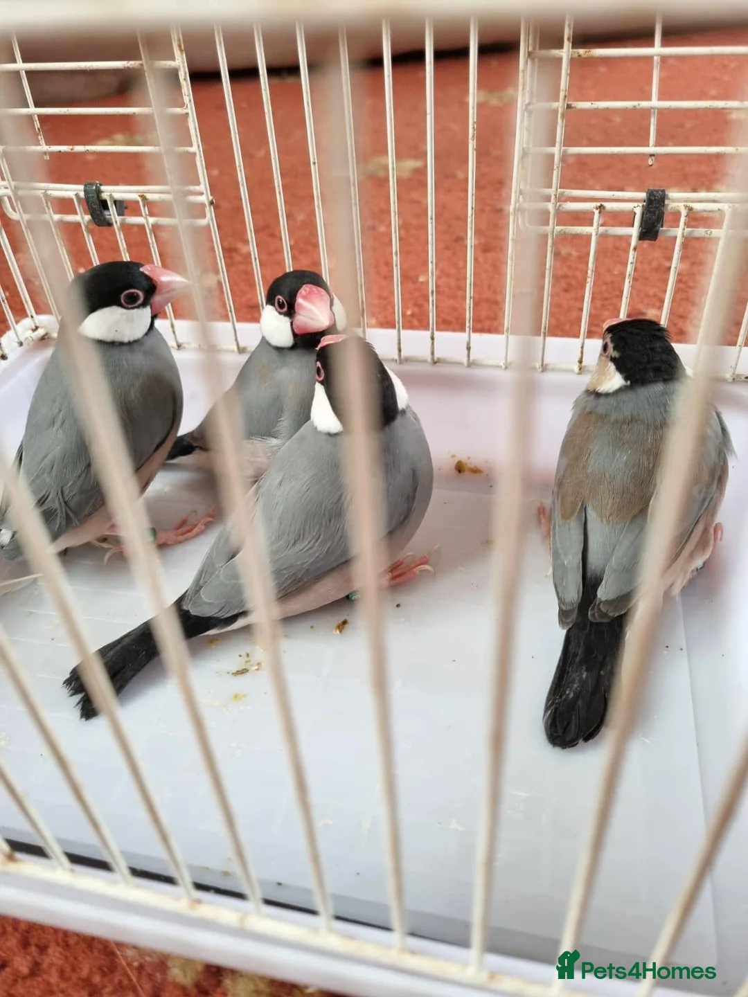 Finches birds for sale: Java finches for sale  - Advert 8