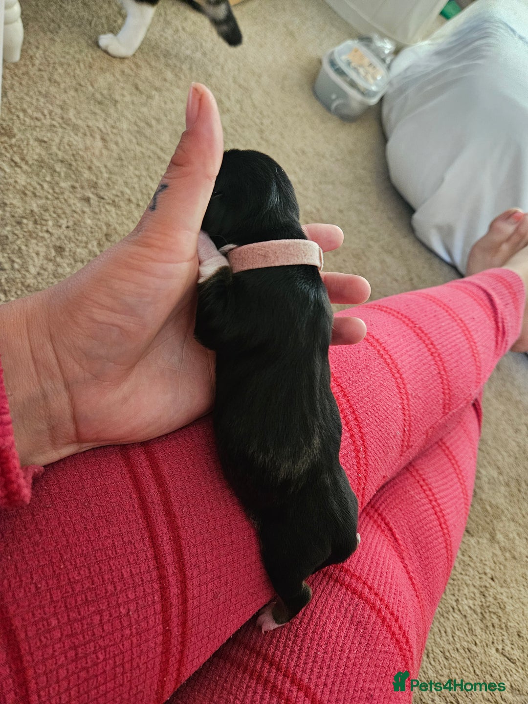 Mixed Breed dogs for sale: Chiweenie Puppies  - Image 7