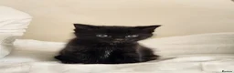Norwegian Forest Cat cats for sale: 🐾 Loving Fluffy Kittens for New Homes - Advert 4