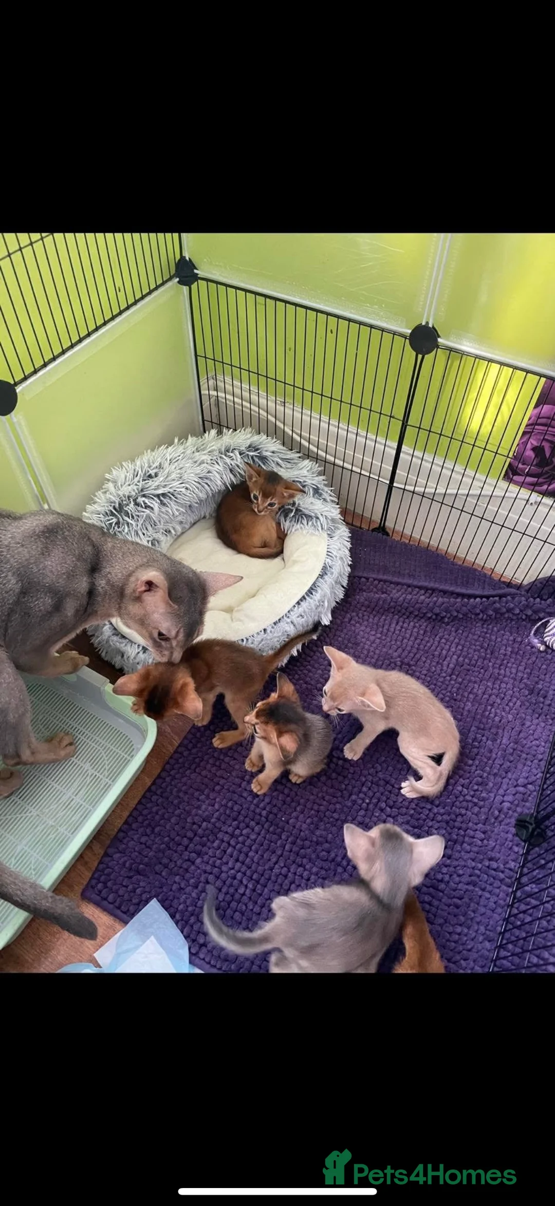 Abyssinian cats for stud: STUD ONLY! in London in London - Advert 2