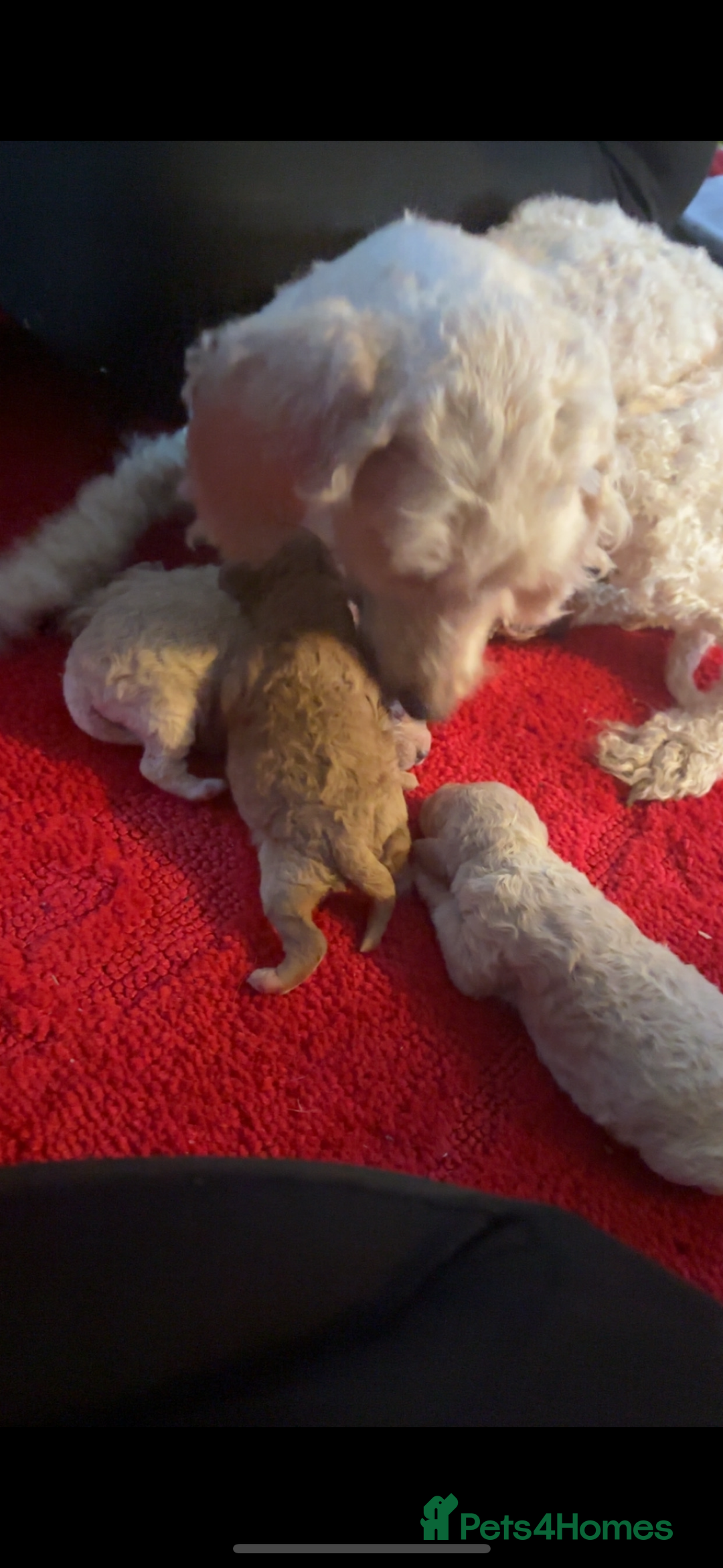 Miniature Poodle dogs for sale: Poodle puppies - Advert 15