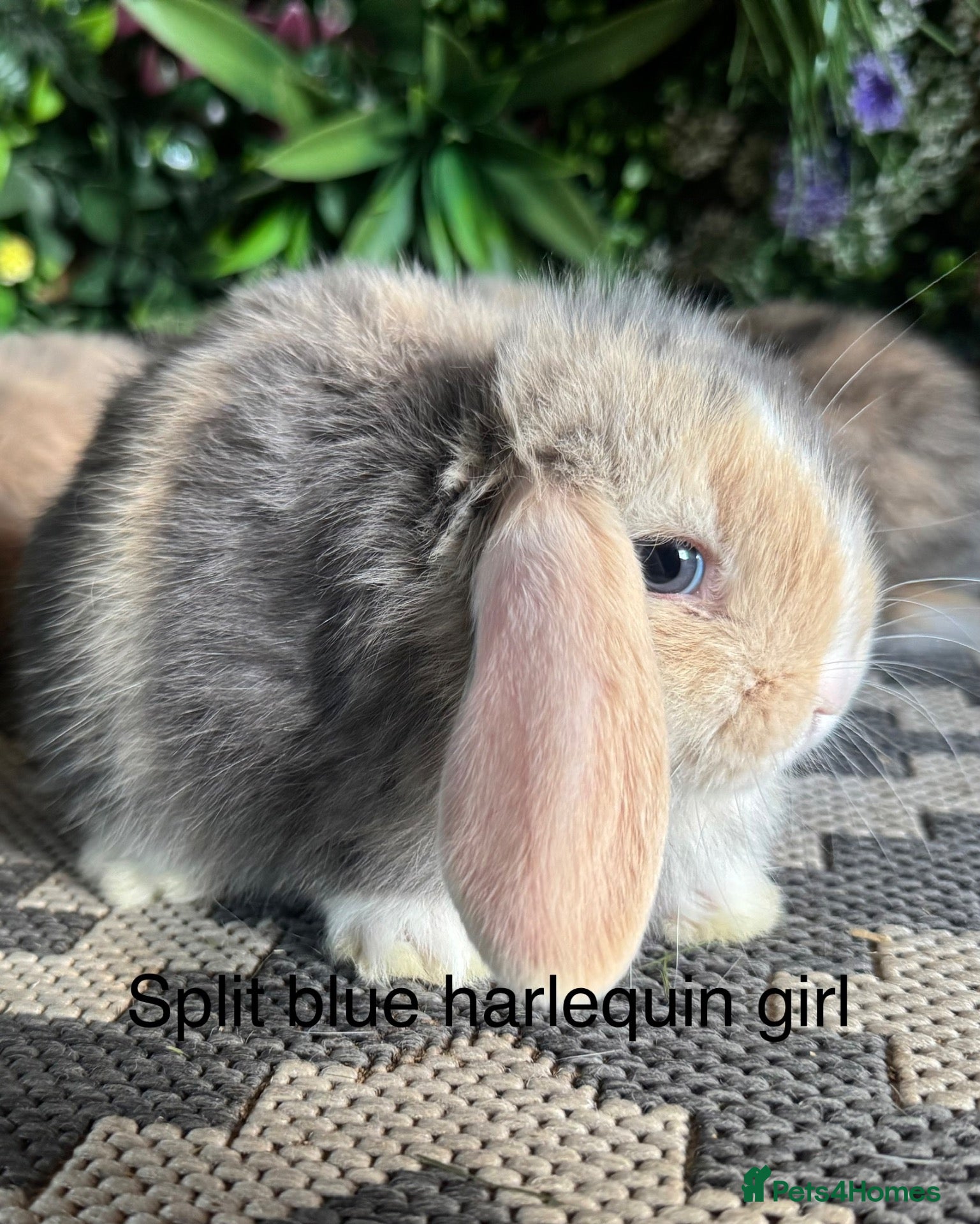 Mini Lop rabbits Superb pure bred mini lops available  - Advert 2