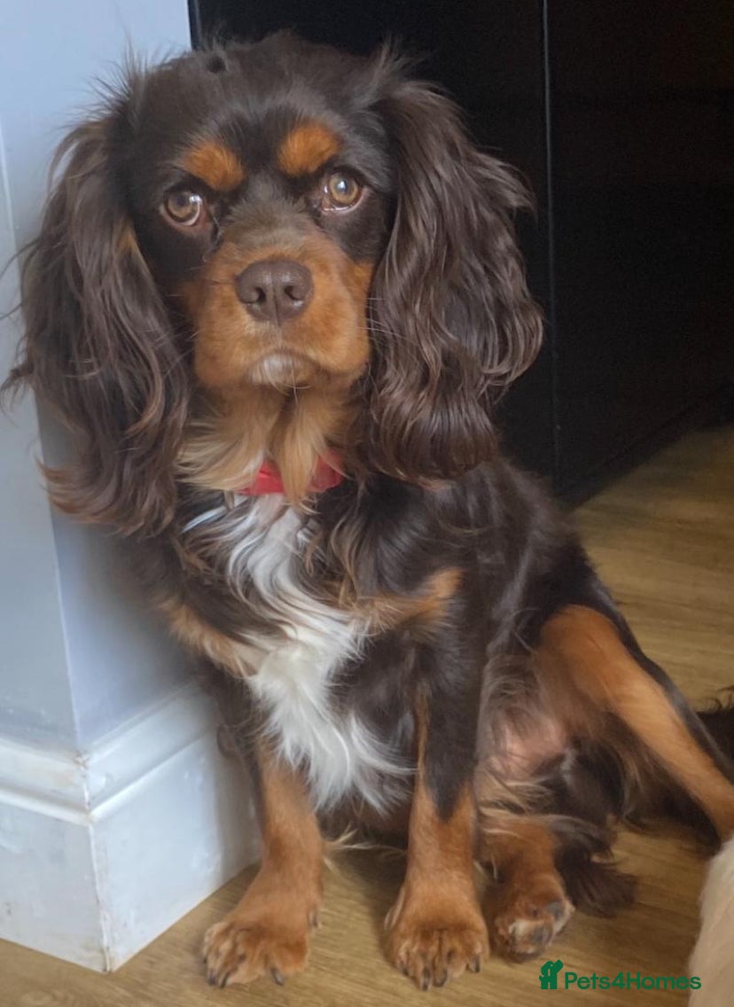 Cavalier King Charles Spaniel dogs 🤎 Chocolate and Tan 🤎  - Advert 5