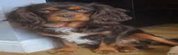 Cavalier King Charles Spaniel dogs for stud: 🤎 Chocolate and Tan 🤎  - Advert 1