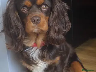 Cavalier King Charles Spaniel dogs 🤎 Chocolate and Tan 🤎 - Advert 5