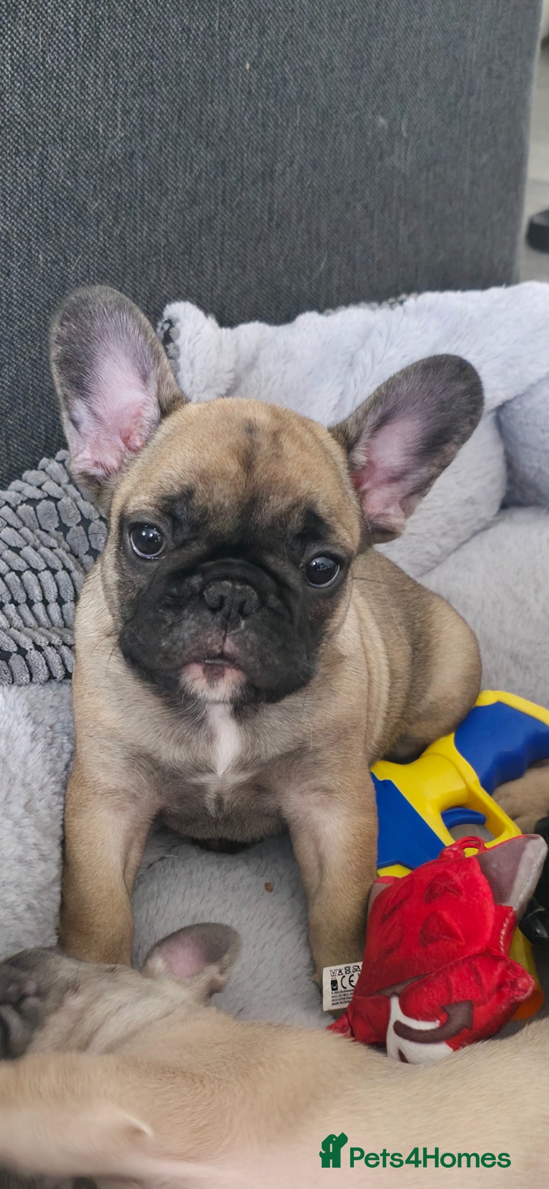 French Bulldog dogs for sale: French bulldog  - Image 4