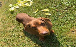 Miniature Dachshund dogs for stud: Teddy - Choc & Tan Proven Stud - Image 11