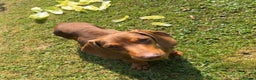 Miniature Dachshund dogs for stud: Teddy - Choc & Tan Proven Stud - Advert 11