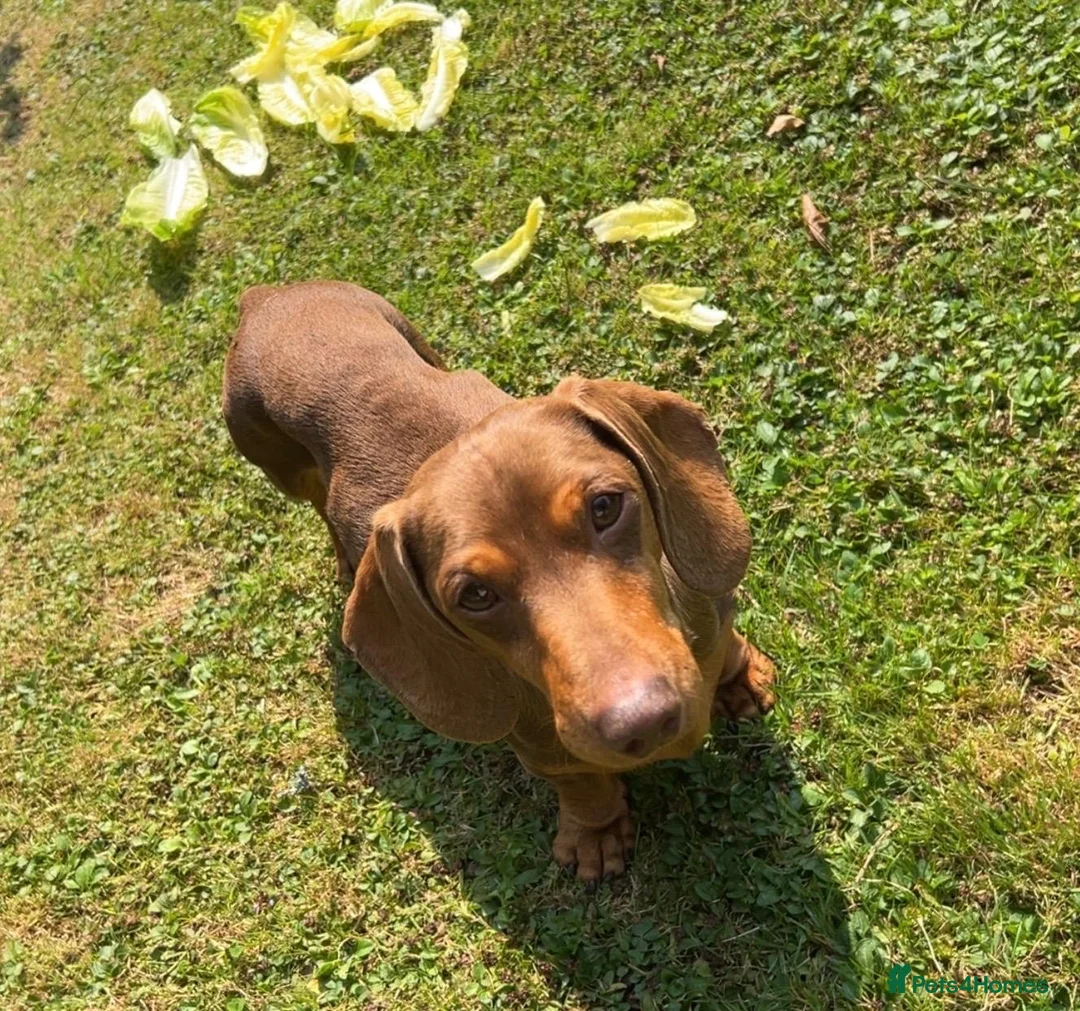 Miniature Dachshund dogs for stud: Teddy - Choc & Tan Proven Stud - Advert 11