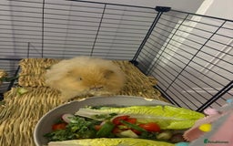 Guinea Pig rodents for sale: 2 male guinea pigs - Image 5