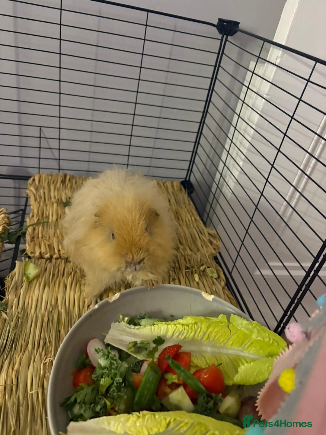 Guinea Pig rodents for sale: 2 male guinea pigs - Image 5