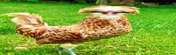 Chickens poultry for sale: Fertile polish / Poland chicken eggs - Advert 2