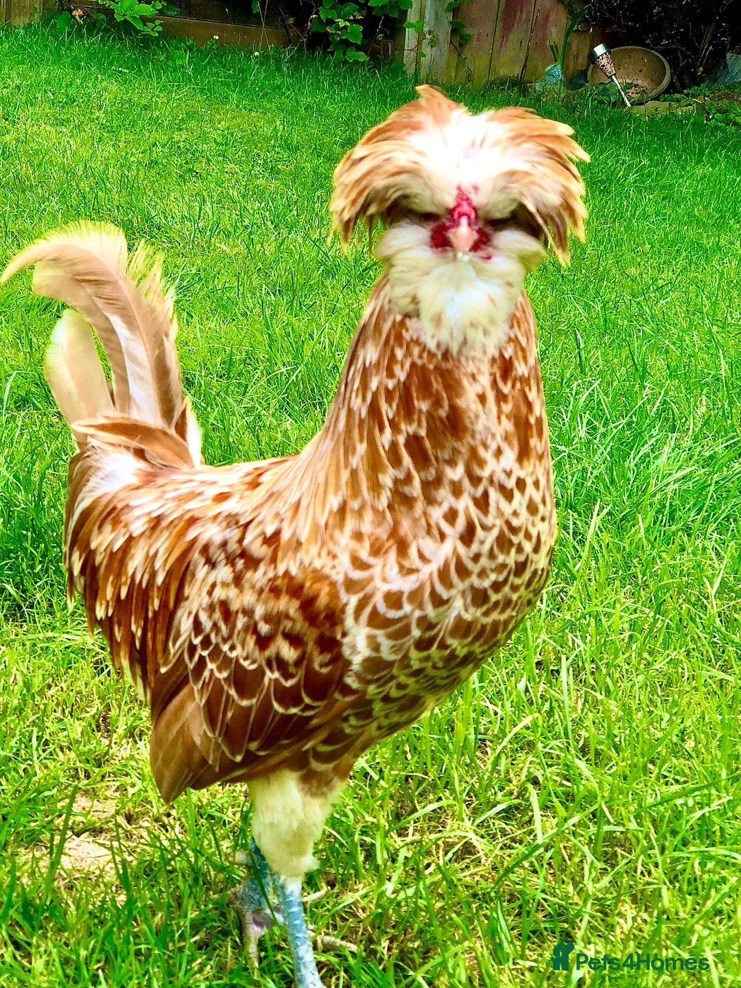 Chickens poultry for sale: Fertile polish / Poland chicken eggs - Advert 2