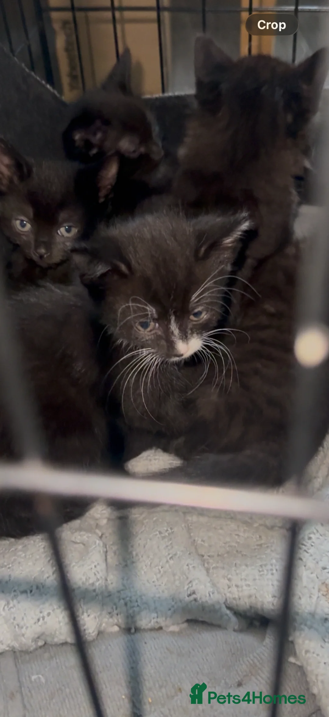 Maine Coon cats for sale: Stunning Maine coon mix kittens  - Advert 2