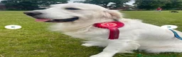 Golden Retriever dogs for sale: 1 cream beautiful golden retriever boy left - Advert 10