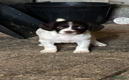 English Springer Spaniel dogs for sale: English springer pups - Image 7