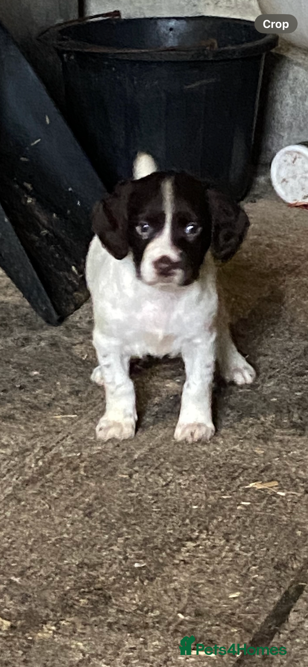 English Springer Spaniel dogs for sale: English springer pups - Image 7