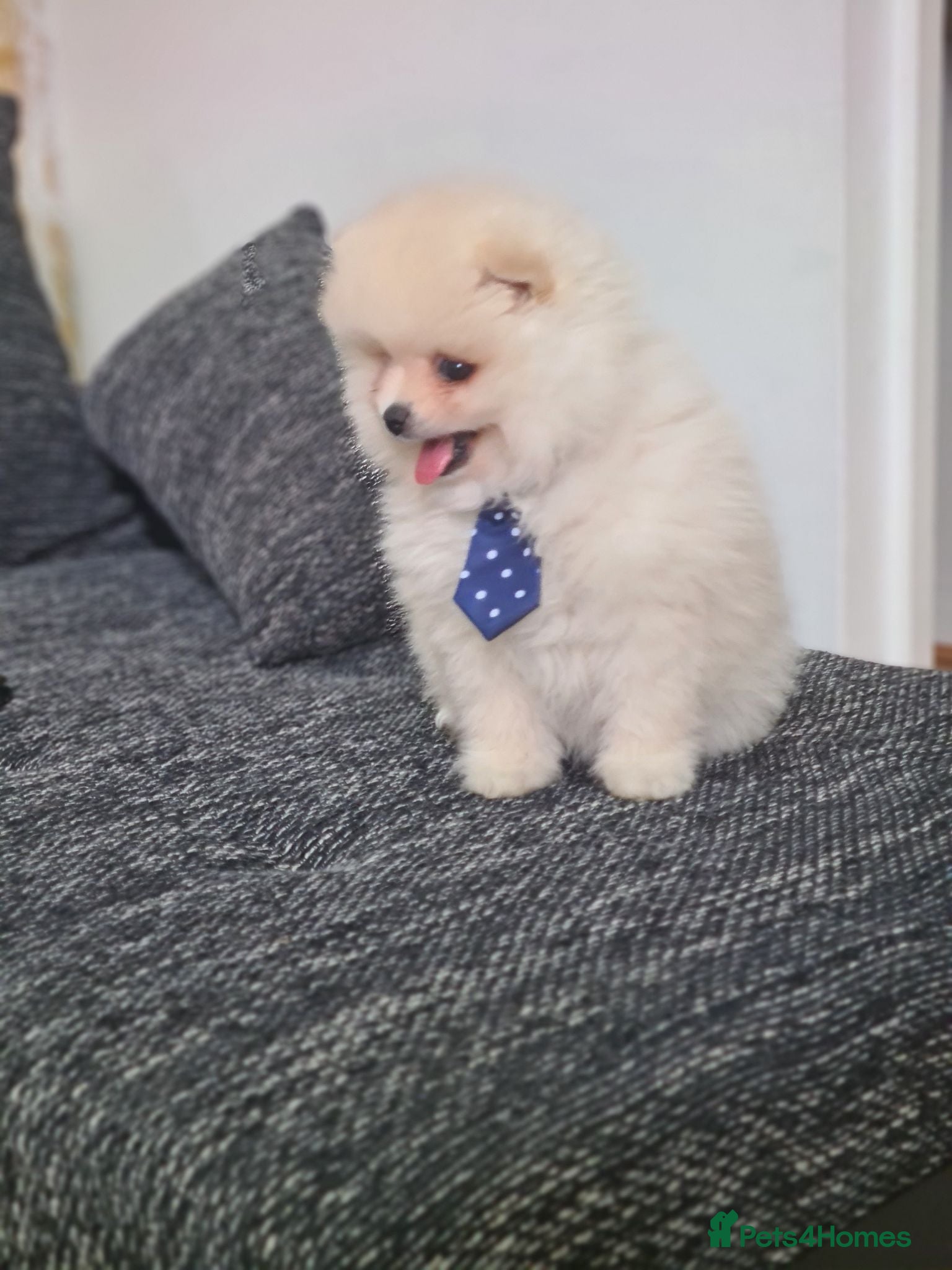 Pomeranian dogs Beautiful pomeranian male Teddy bears  - Advert 1