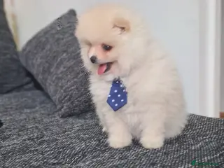Pomeranian dogs Beautiful pomeranian male Teddy bears - Advert 1