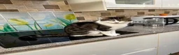 Mixed Breed cats for sale: 2 beautiful girls looking for a loving home - Advert 3