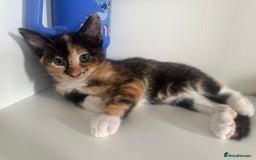 British Shorthair cats for sale: Ready for homes this week - Image 2