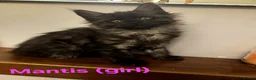 Maine Coon cats for sale: 8 GCCF Pedigree Maine Coon Kittens - Blue & Black  - Advert 10