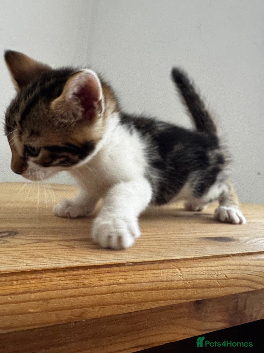 Bengal cats for sale: Mixed Bengal x Tabby - Image 3
