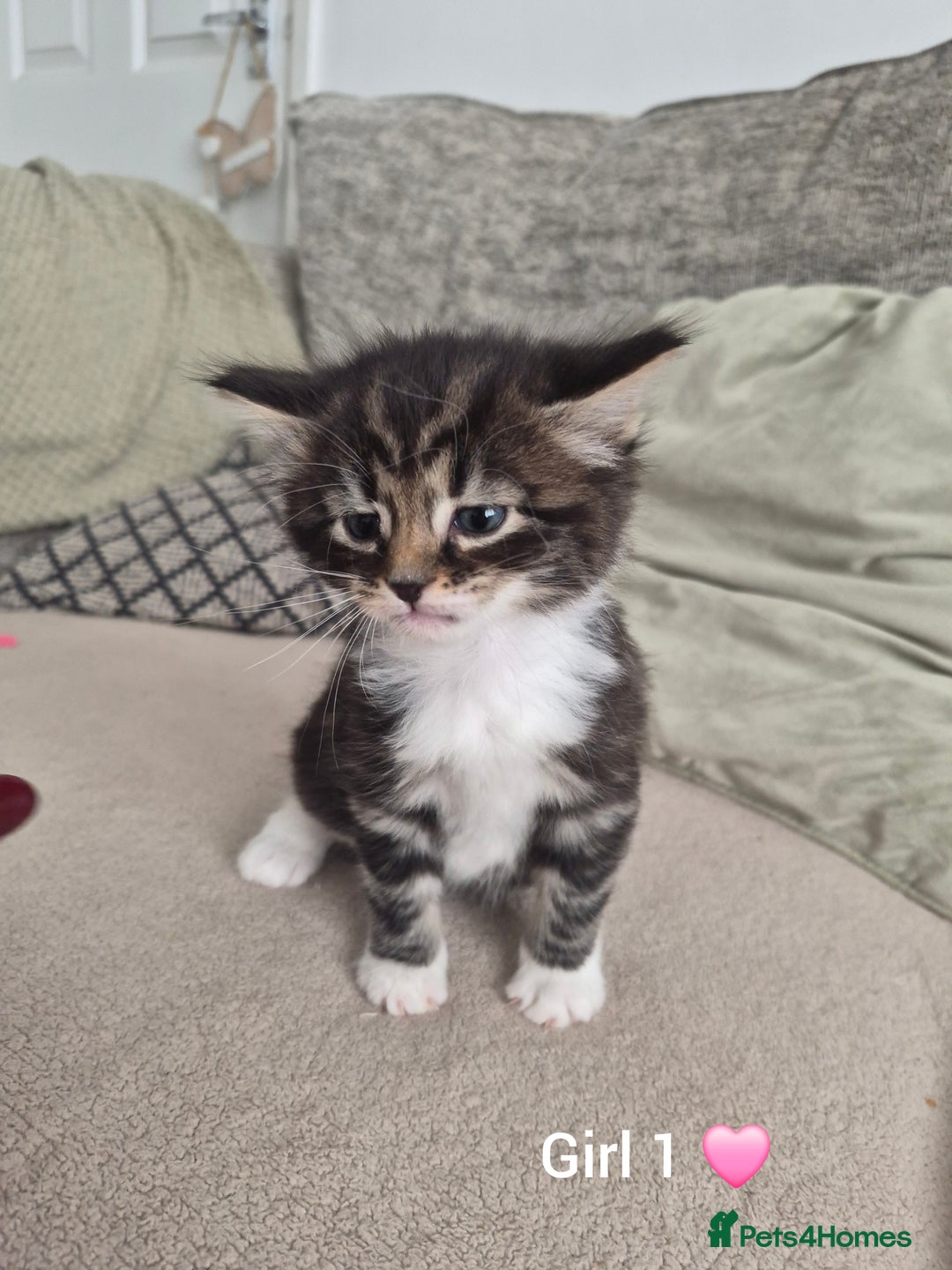 Mixed Breed cats for sale: Beautiful grey and tabby kittens  - Advert 1