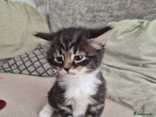 Mixed Breed cats Beautiful grey and tabby kittens - Advert 3