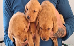 Labrador Retriever dogs for sale: Red fox labrador puppy's  - Image 14