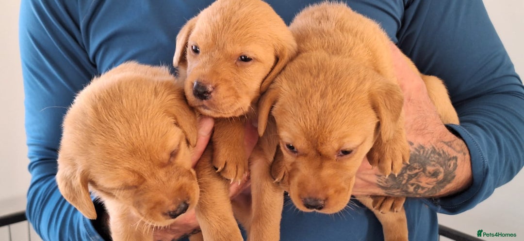 Labrador Retriever dogs for sale: Red fox labrador puppy's  - Image 14