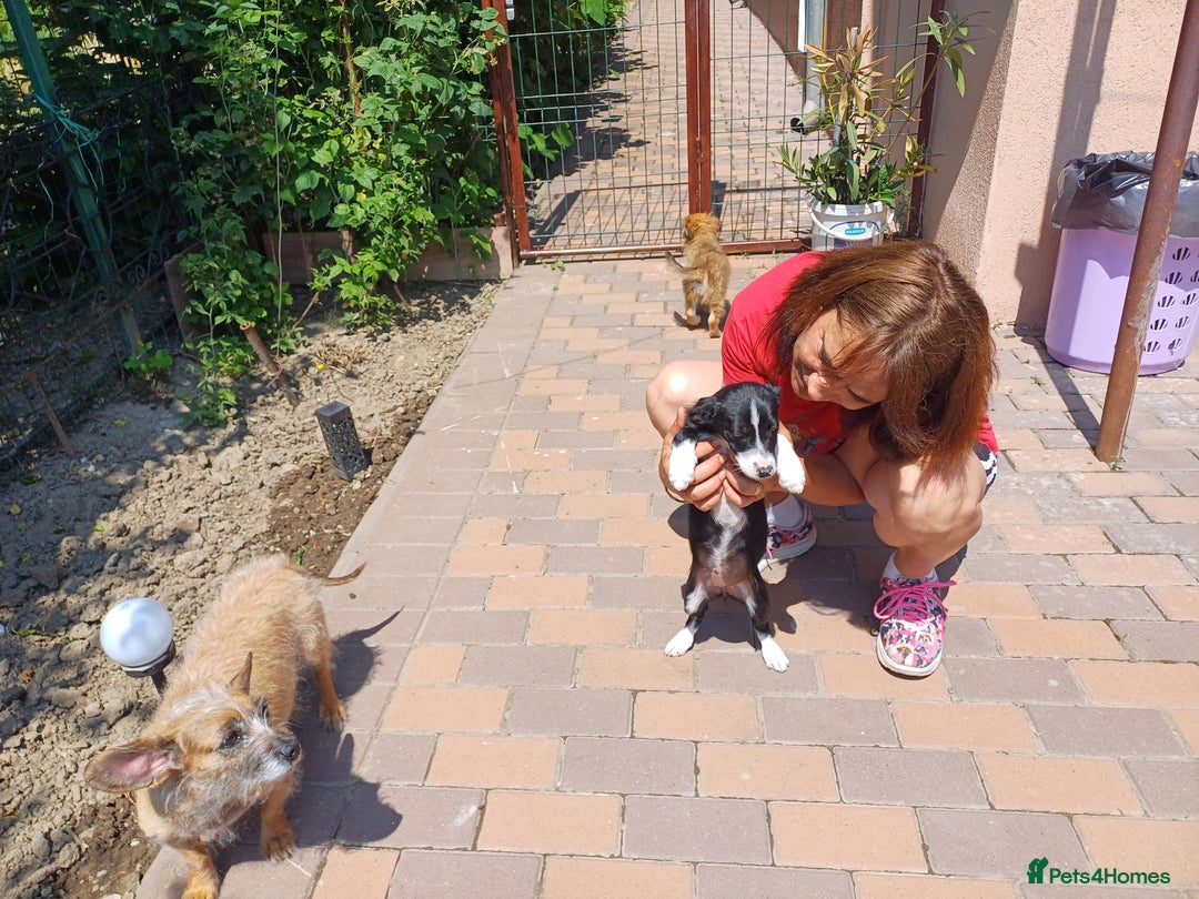 Mixed Breed dogs for adoption: Meet LUNA, a Lovely Puppy Girl - for a Loving Home - Image 16