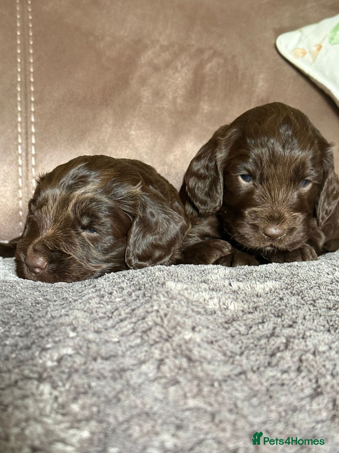 Cockapoo dogs for sale: F1 Cockapoos 5⭐️ Licensed Breeder Fully DNA Tested - Advert 8