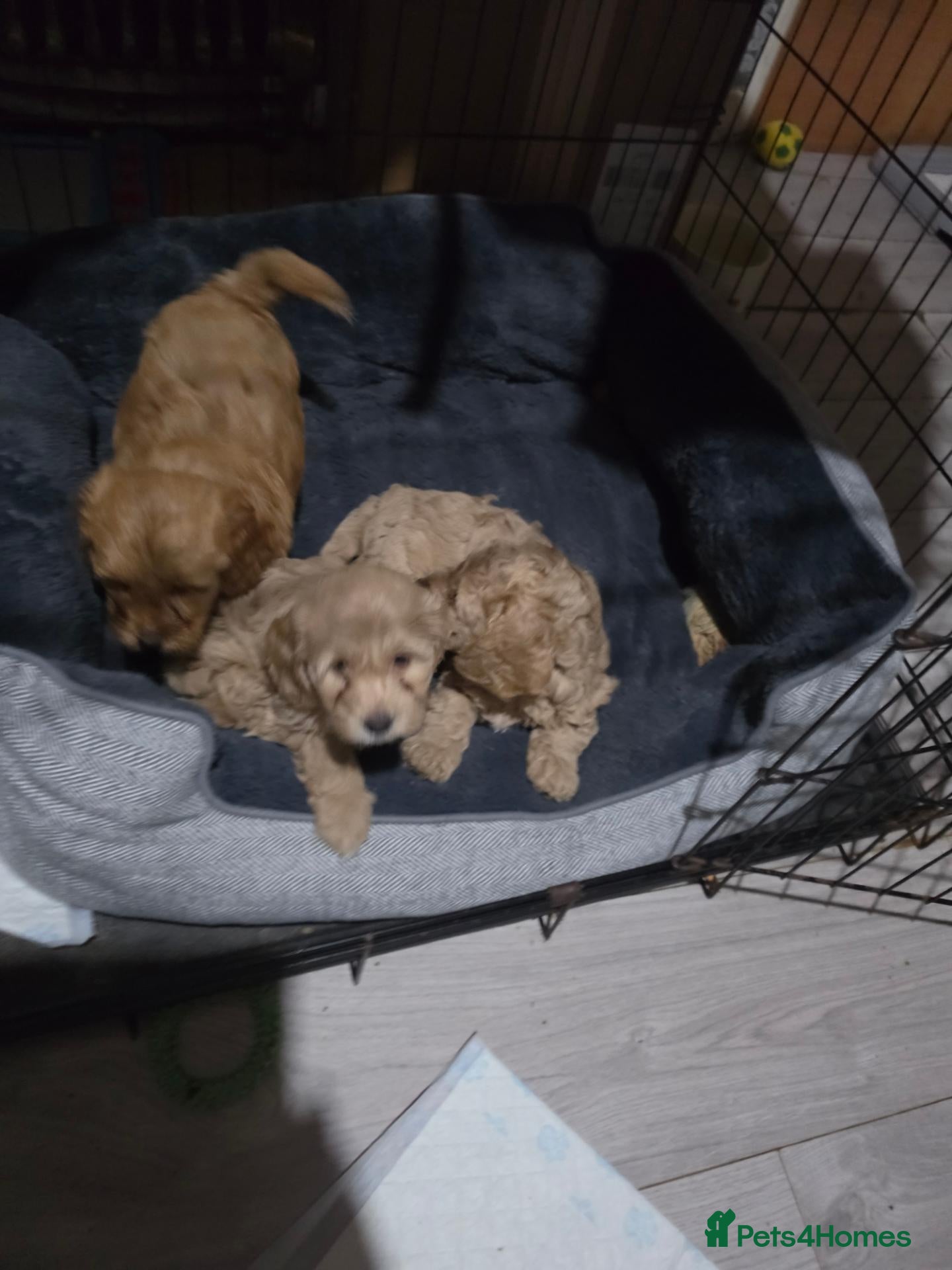 Cockapoo dogs Cockapoo f1b - Advert 2