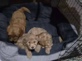Cockapoo dogs Cockapoo f1b - Advert 2