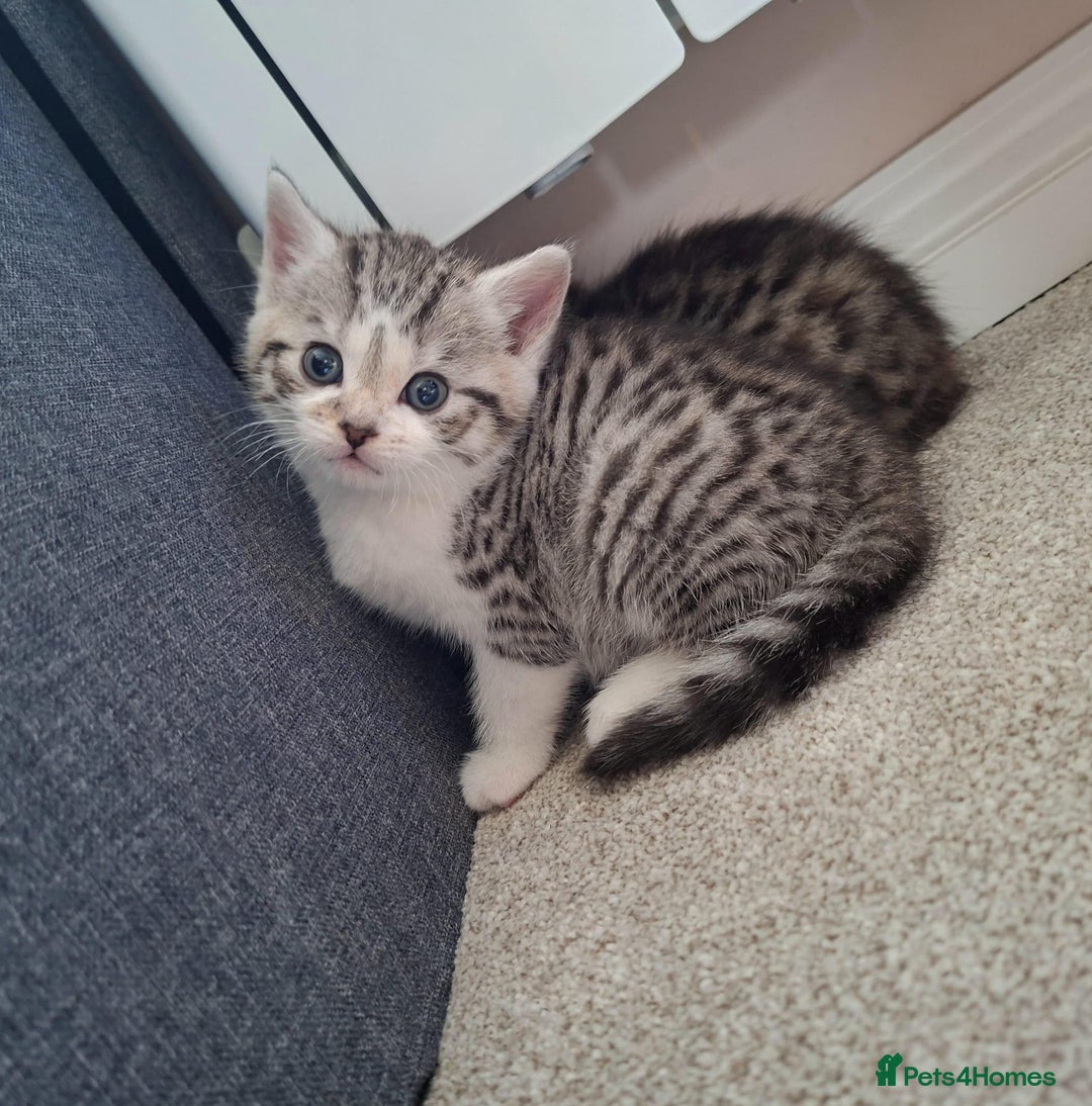 Mixed Breed cats for sale: Three Fluffy Tigers  - Image 16