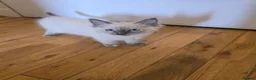 Ragdoll cats for sale: 🐾 Beautiful Ragdoll Kittens ready to leave 🐾 - Advert 9