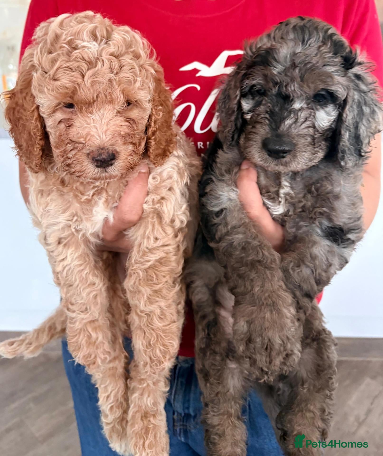 Cockapoo dogs Stunning Rainbow Litter of Cockapoo Puppies - Advert 16