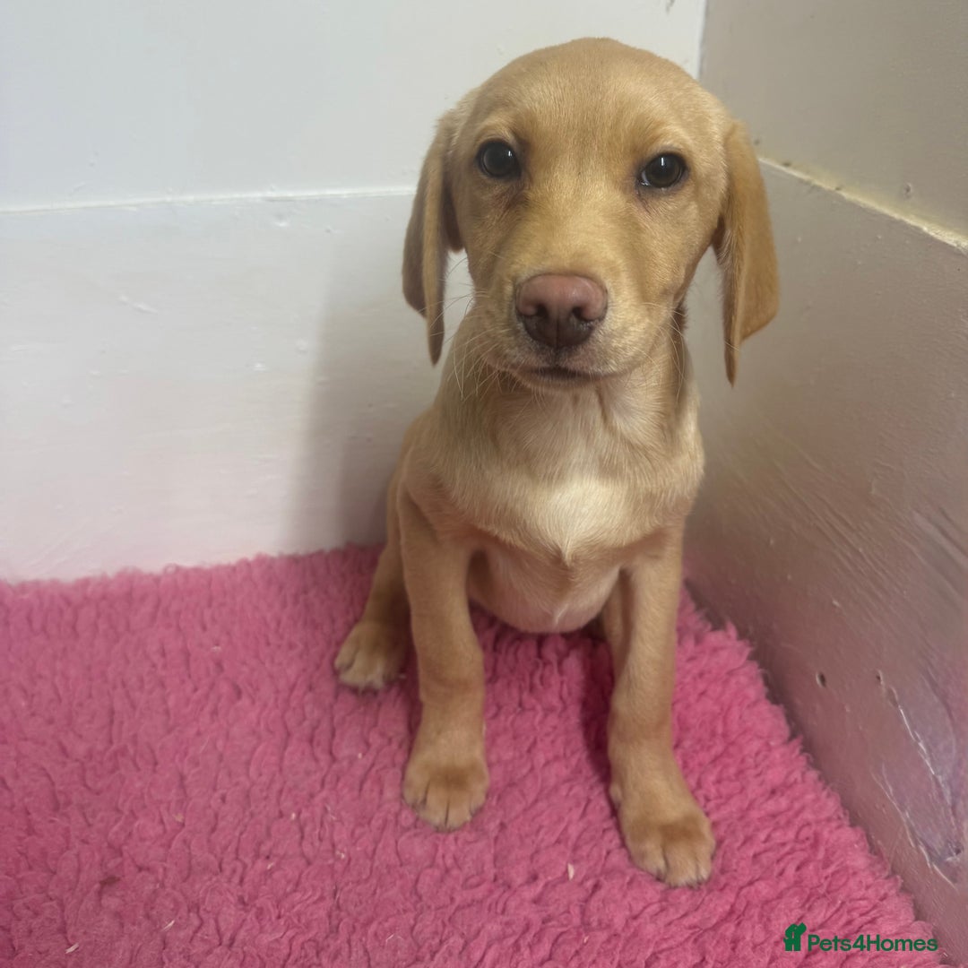 Labrador Retriever dogs for sale: 🧡 Pale Fox Red Yellow Labrador Puppies 💛 - Advert 29