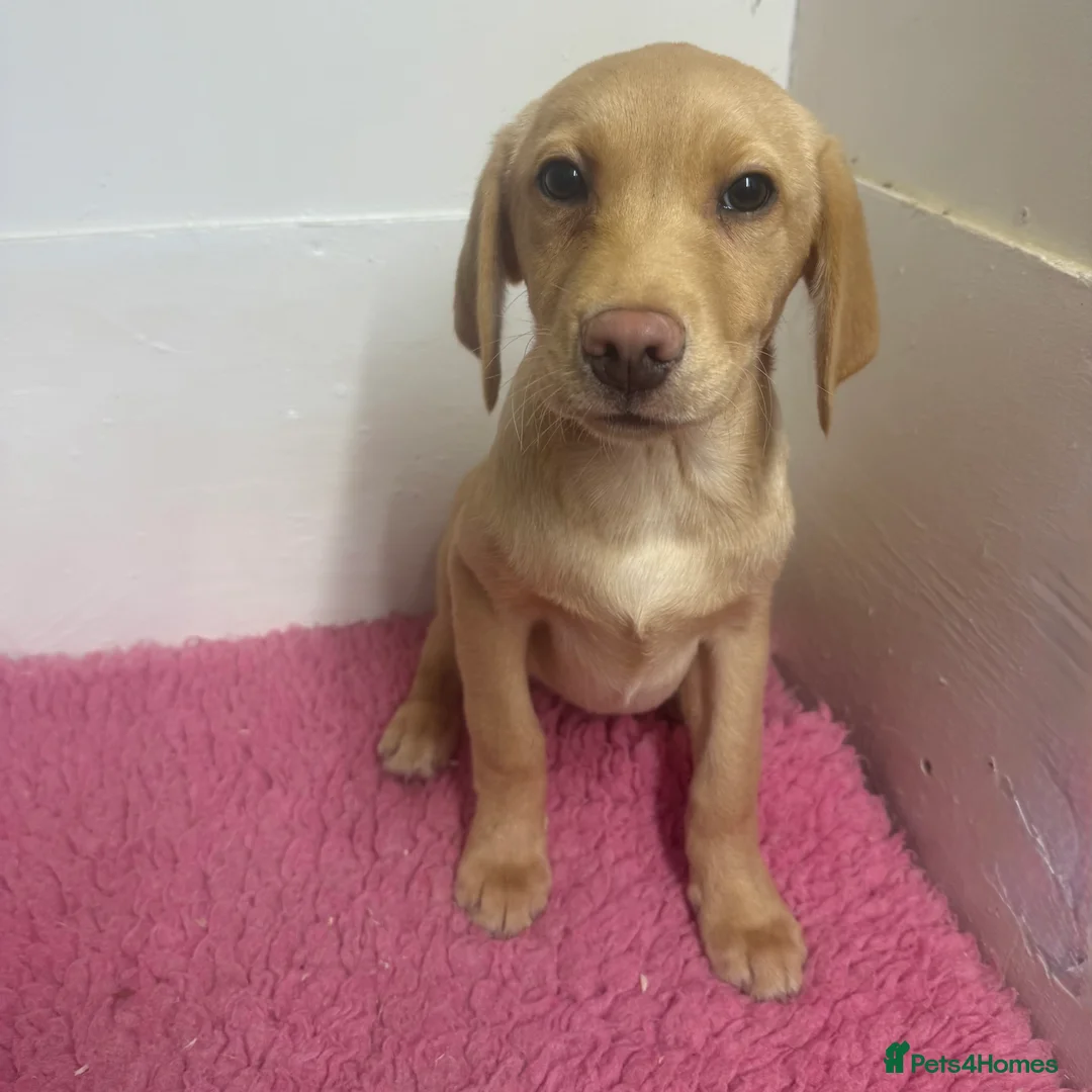 Labrador Retriever dogs for sale: 🧡 Pale Fox Red Yellow Labrador Puppies 💛 - Advert 29